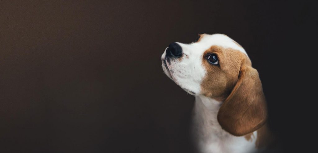 Hundeschule Sinsheim & Kraichgau – Dein Partner für gewaltfreie Hundeerziehung